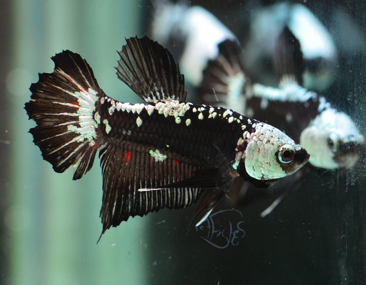 Black Mamba HMPK Male