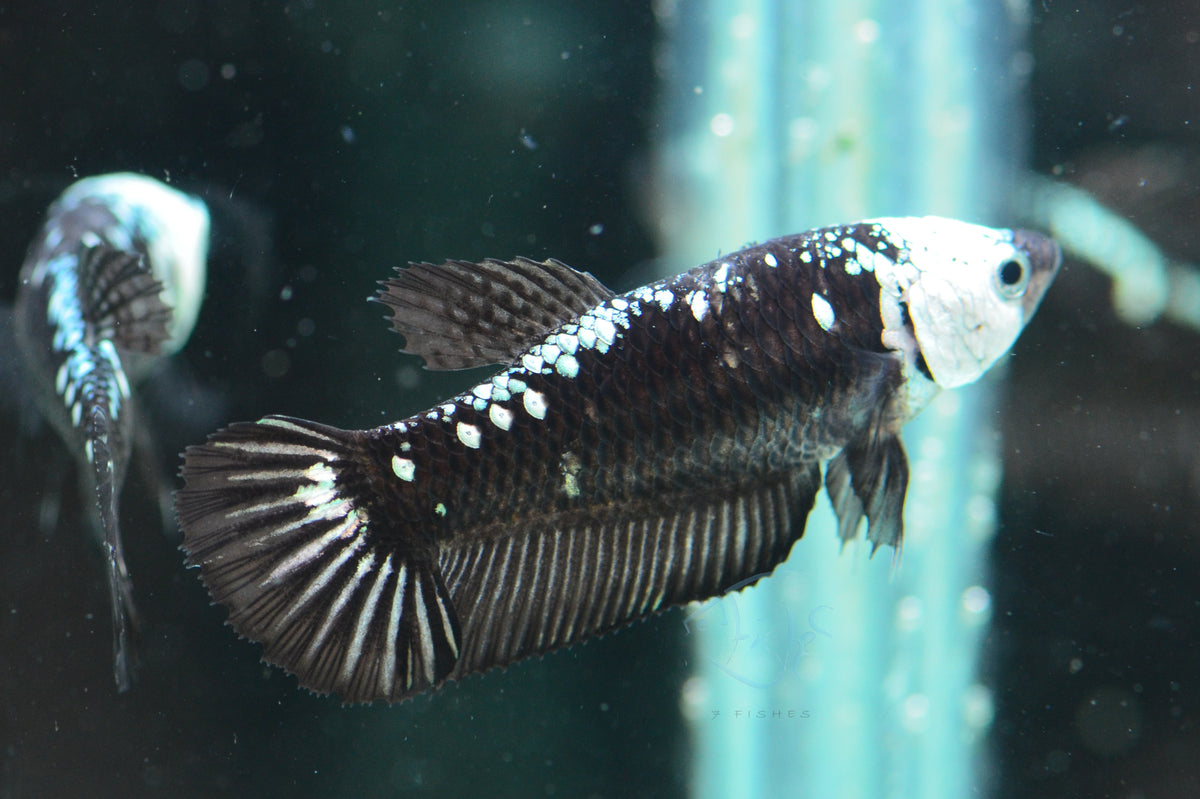 Black Mamba HMPK Female