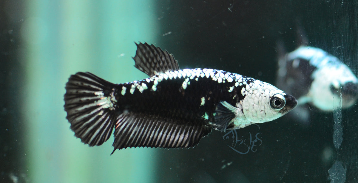 Black Mamba HMPK Female