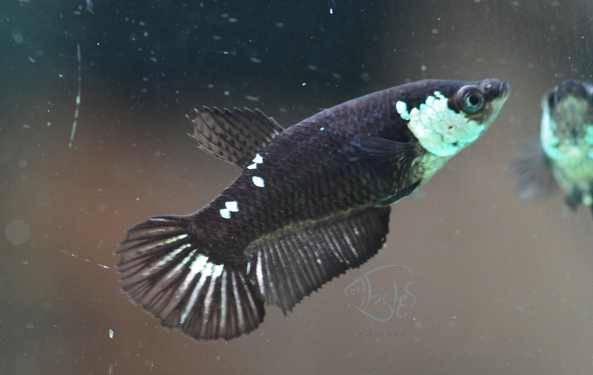 Black Mamba HMPK Female