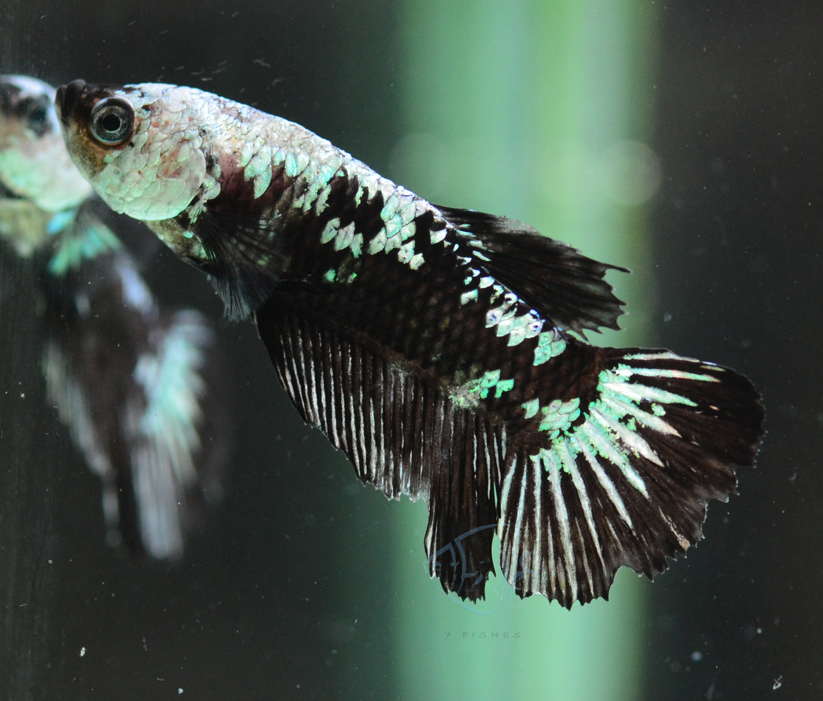 Black Mamba HMPK Male