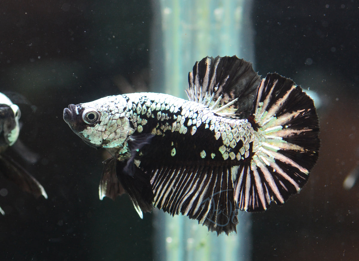 Black Samurai HMPK Male