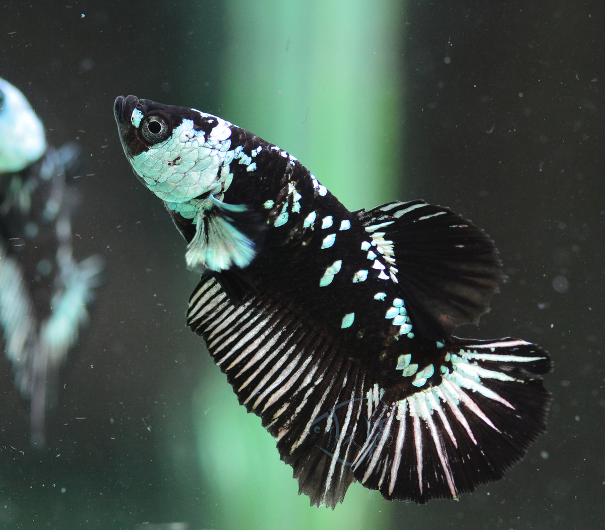 Black Mamba HMPK Male