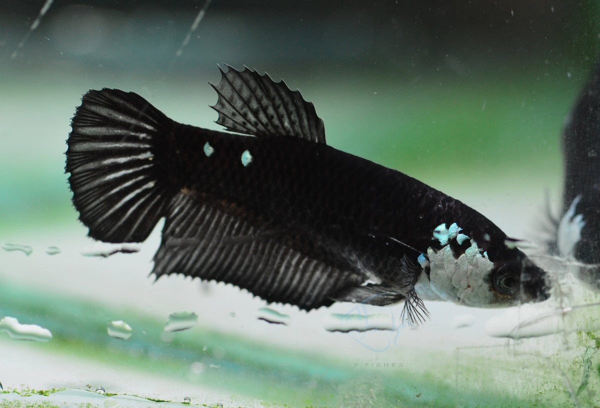 Black Mamba HMPK Female