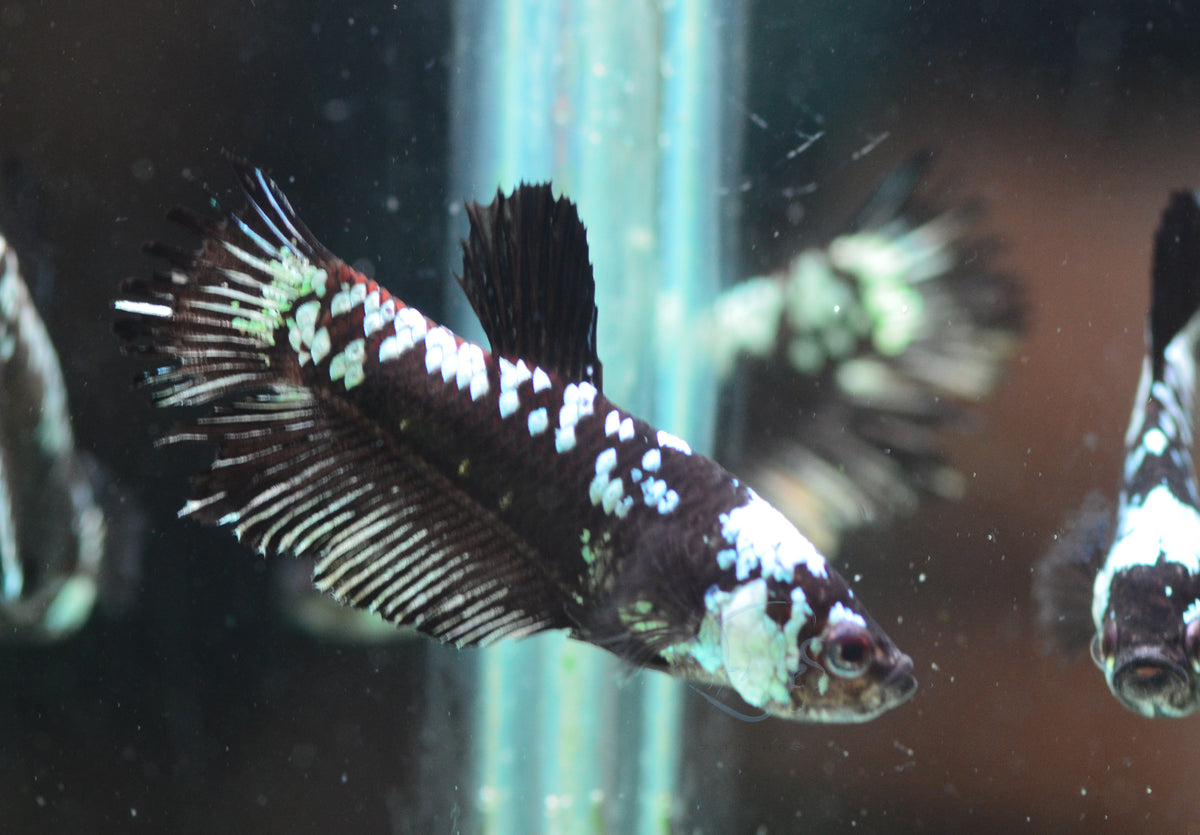 Black Mamba HMPK Male