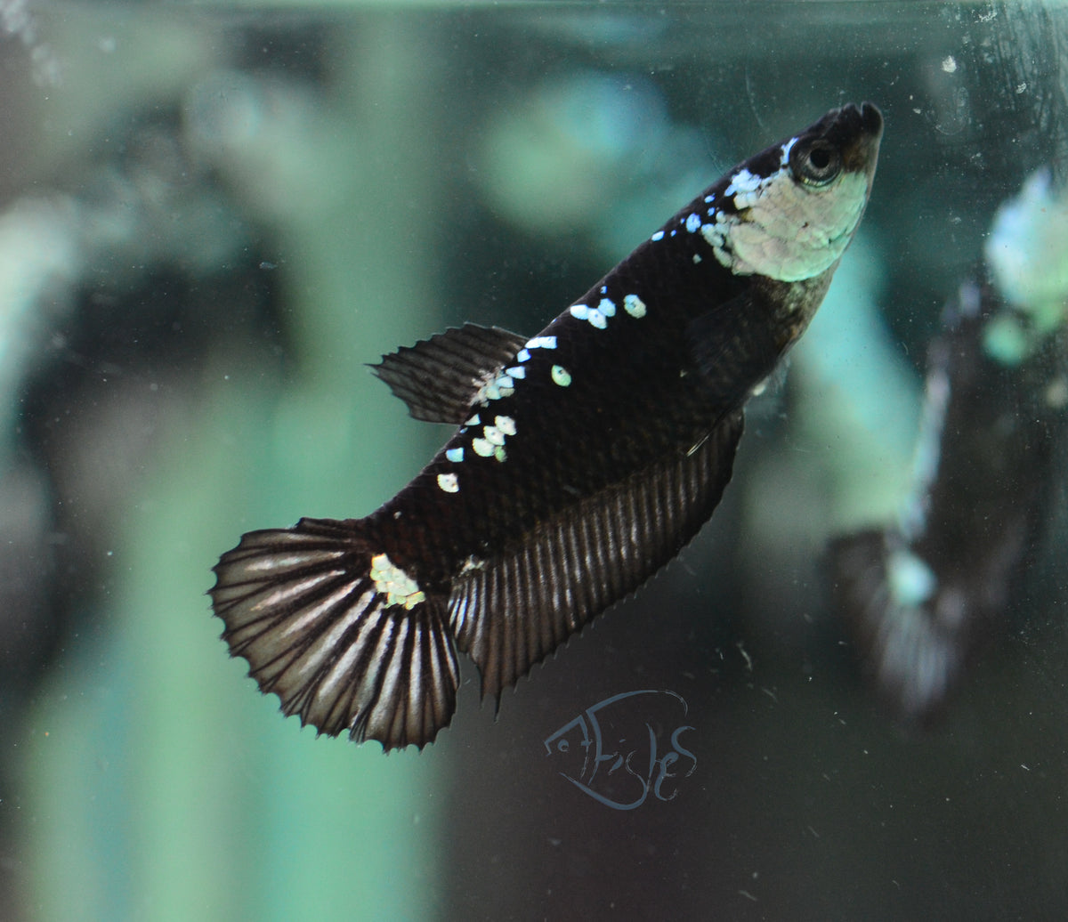 Black Mamba HMPK Female