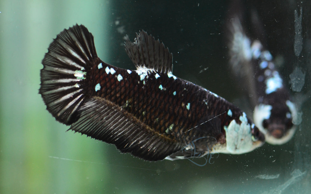 Black Mamba HMPK Female