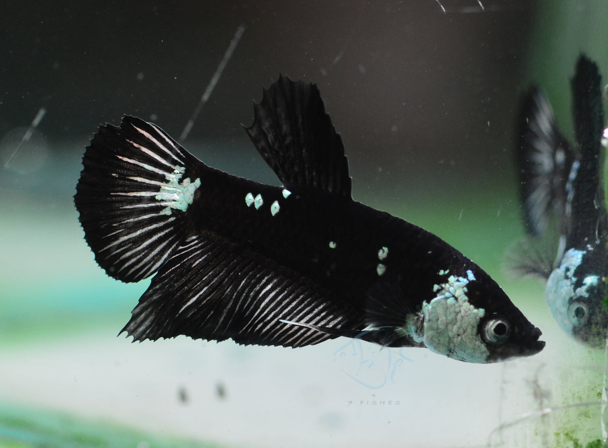 Black Mamba HMPK Male