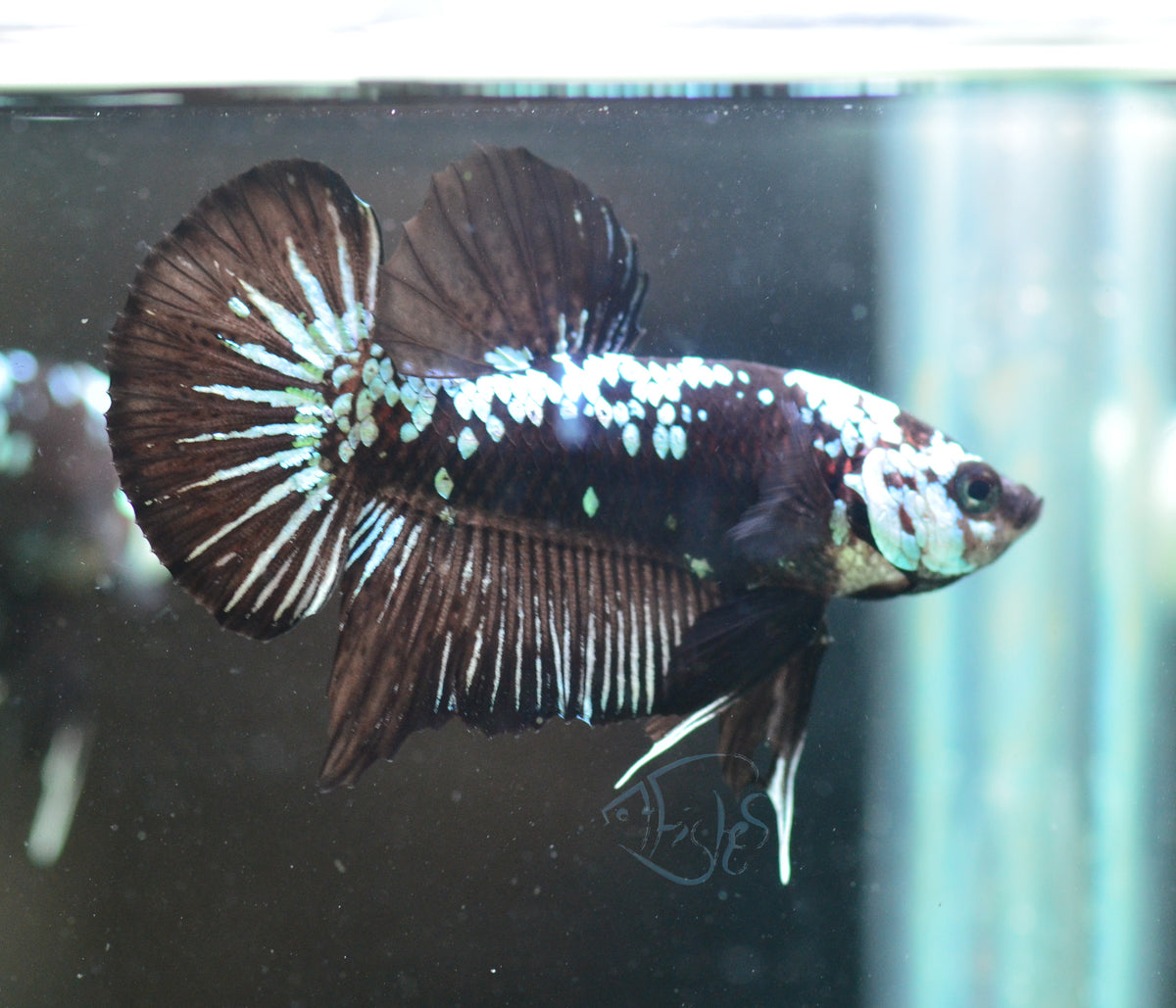 Black Samurai HMPK Male