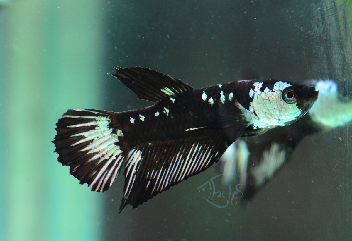 Black Mamba HMPK Male