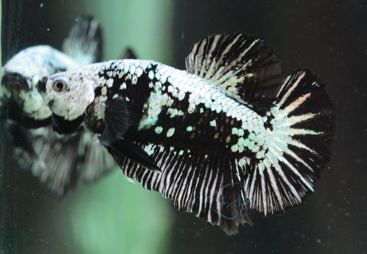 Black Samurai HMPK Male