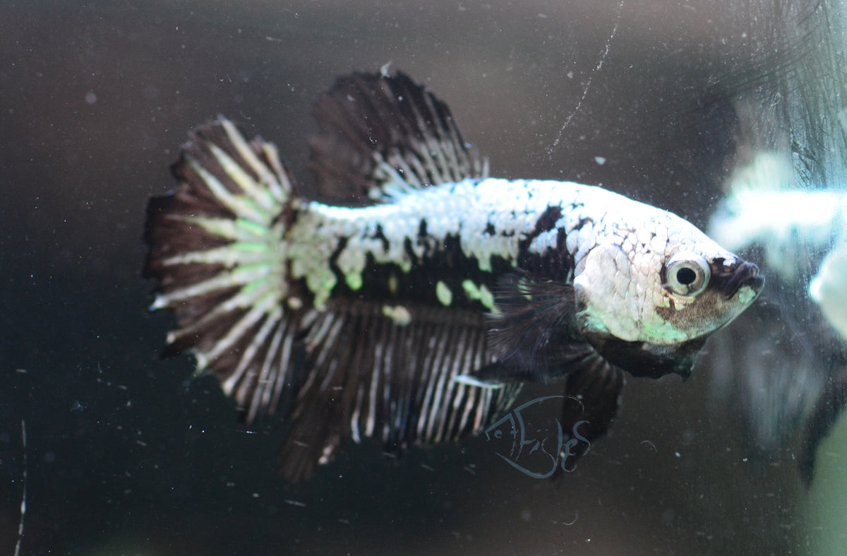 Black Samurai HMPK Male