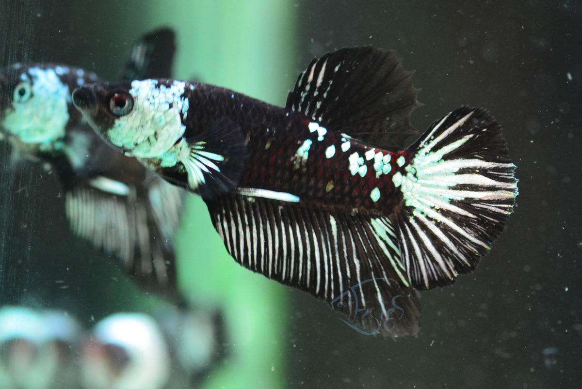 Black Mamba HMPK Male