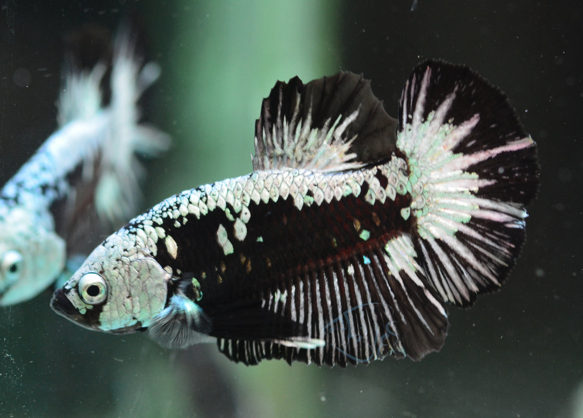 Black Samurai HMPK Male