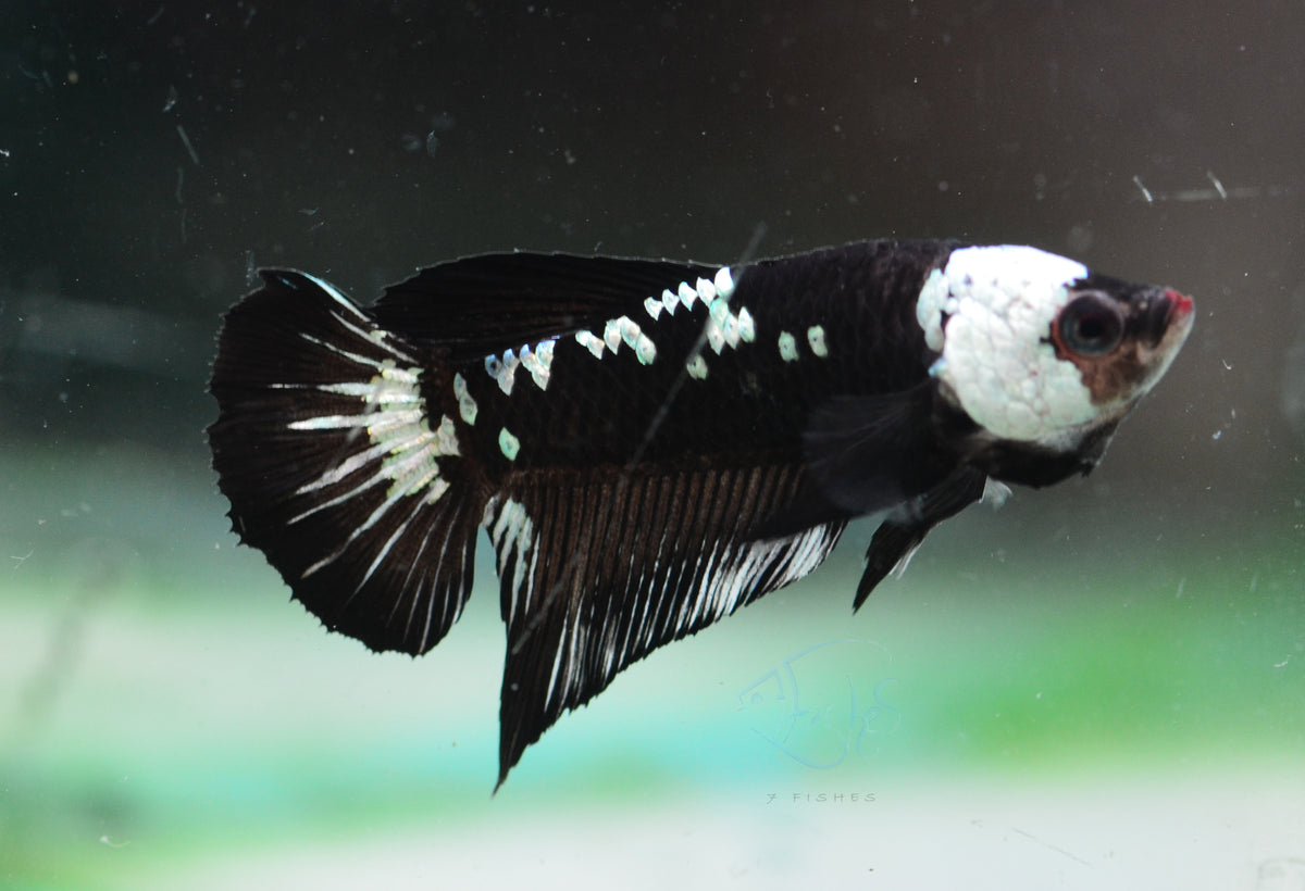 Black Mamba HMPK Male