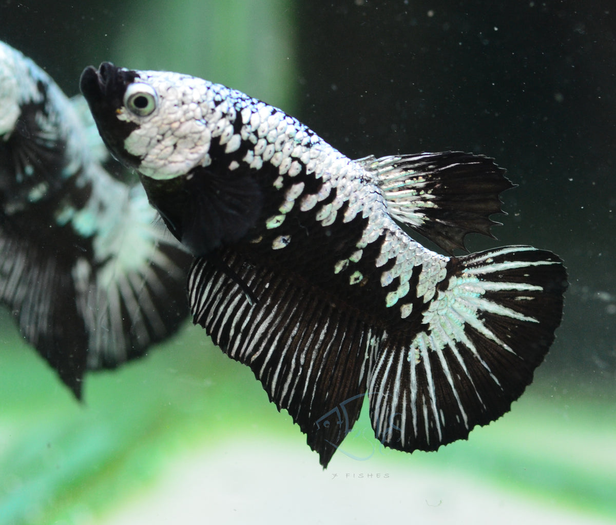 Black Samurai HMPK Male