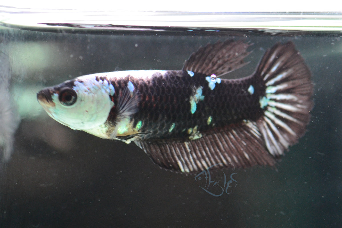 Black Mamba HMPK Female