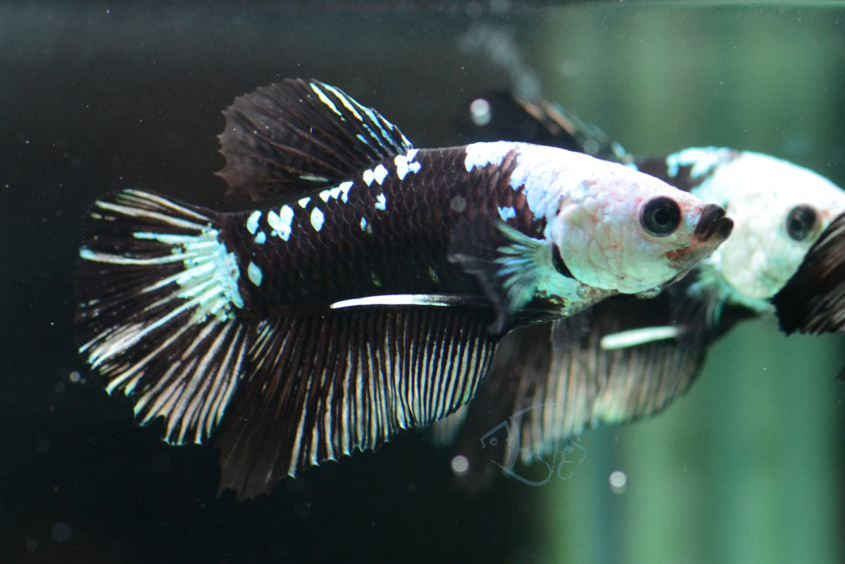 Black Samurai HMPK Male