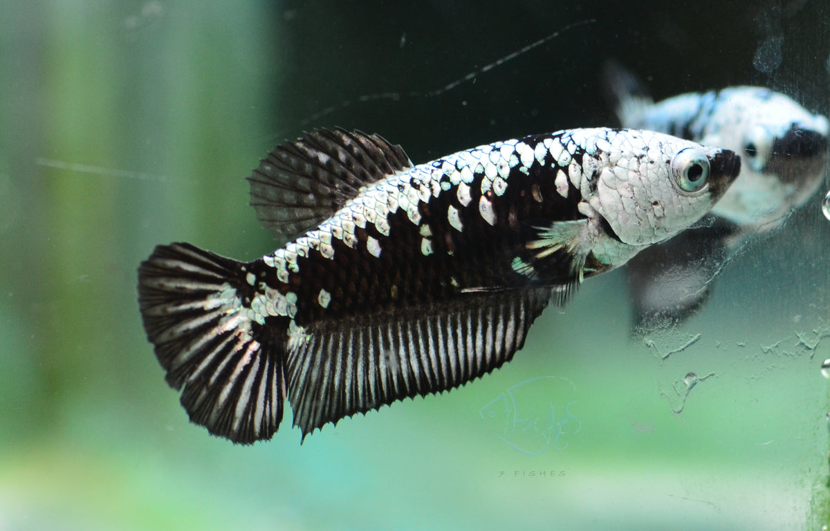 Black Samurai HMPK Female