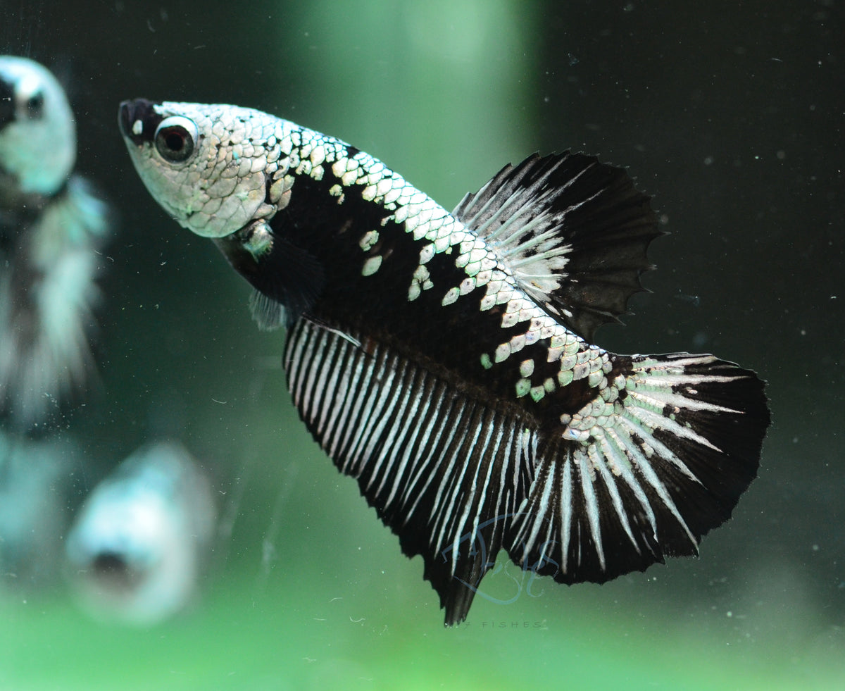 Black Samurai HMPK Male