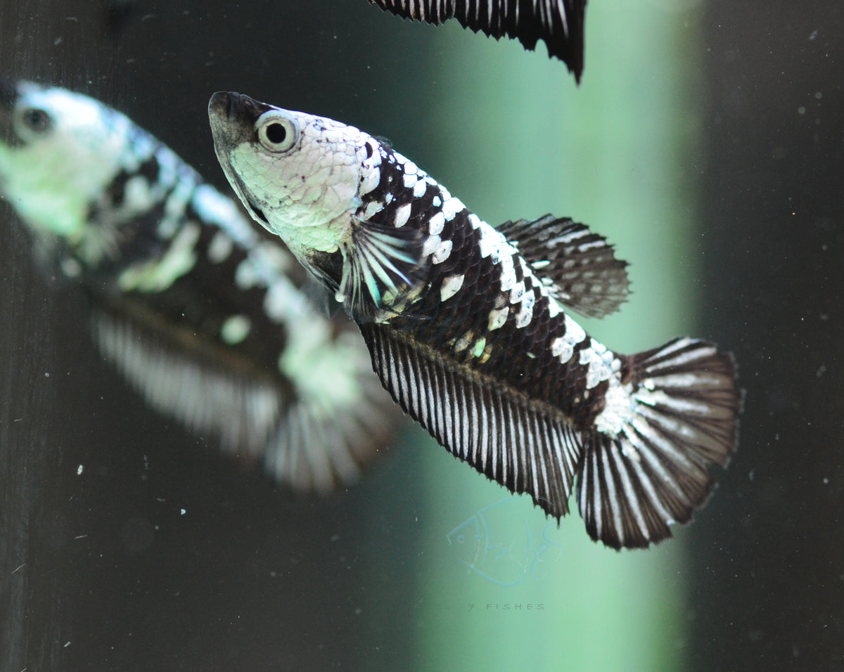 Black Mamba HMPK Female