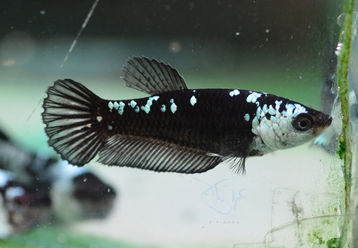 Black Mamba HMPK Female