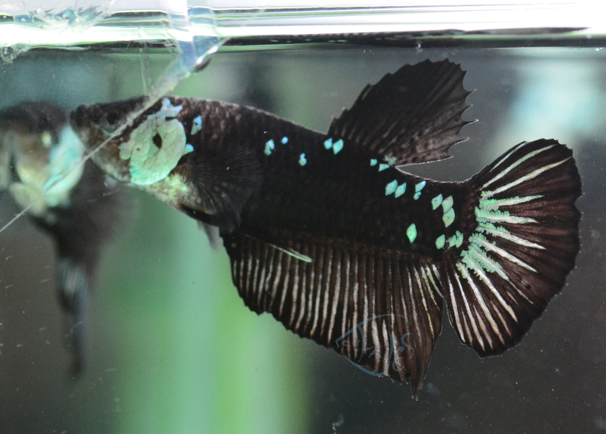 Black Mamba HMPK Male