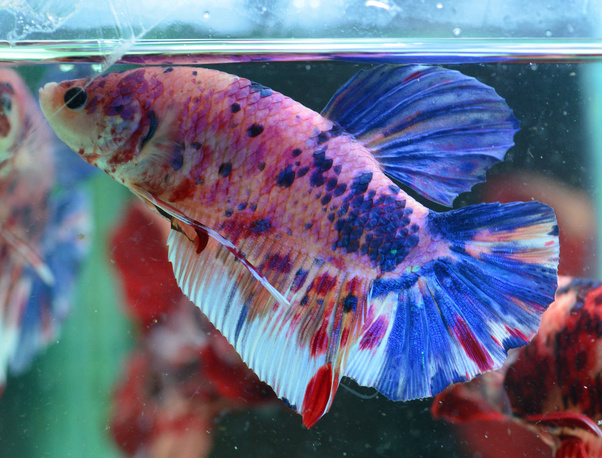 Giant Multicolour HMPK Male