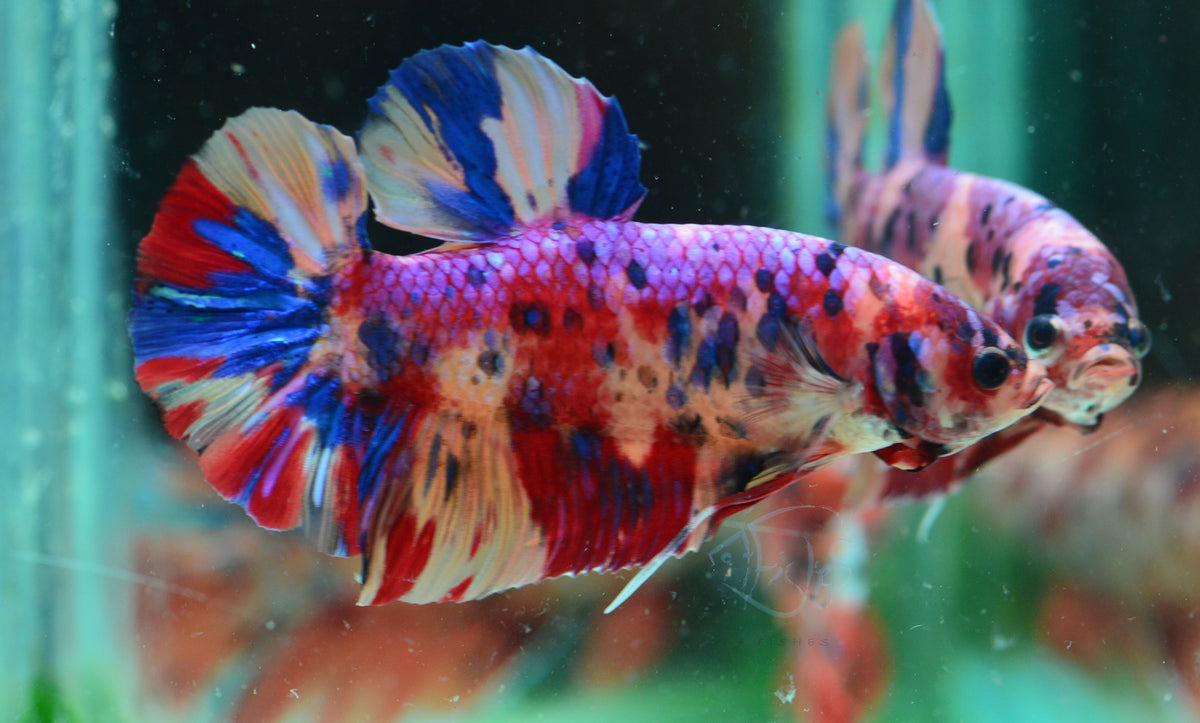 Giant Multicolour HMPK Male