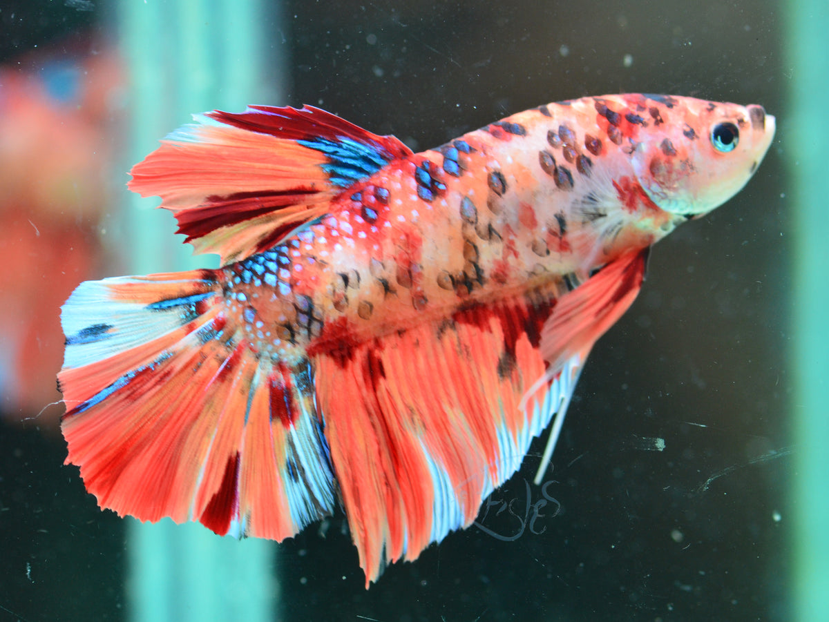 Giant Nemo HMPK Male