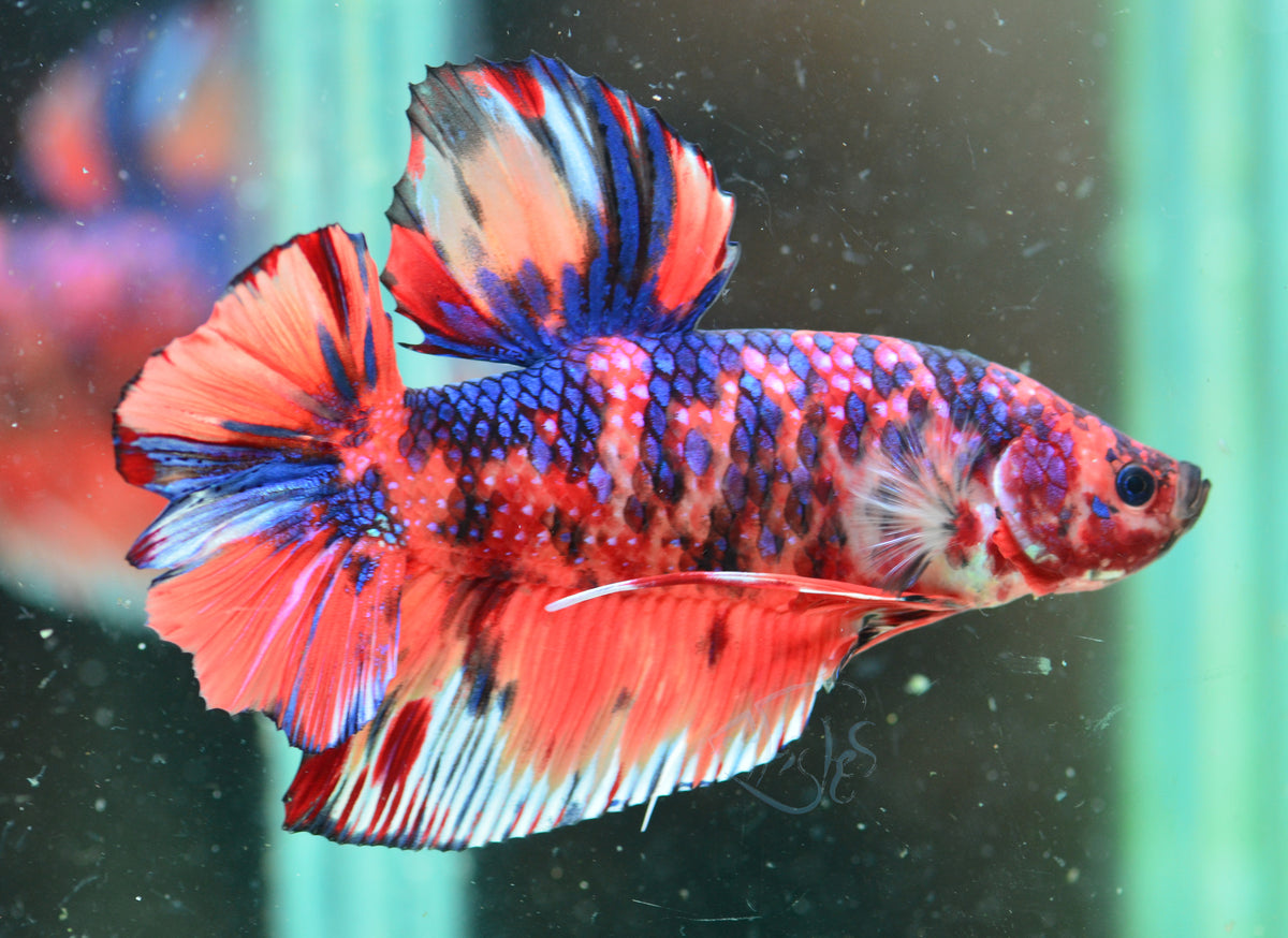 Giant Multicolour HMPK Male
