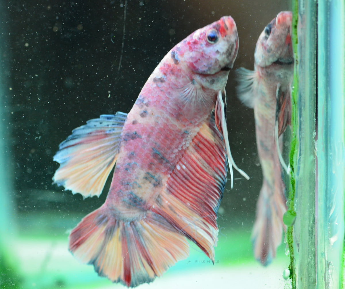 Giant Multicolour HMPK Male