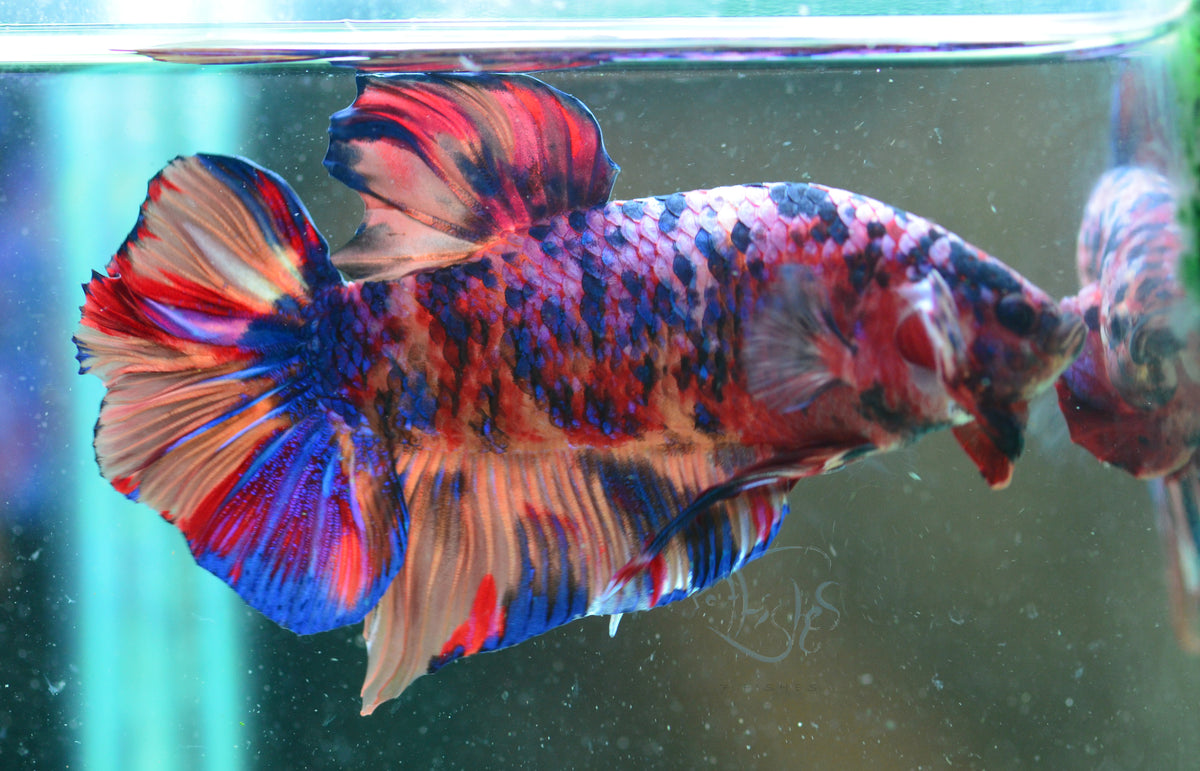 Giant Multicolour HMPK Male