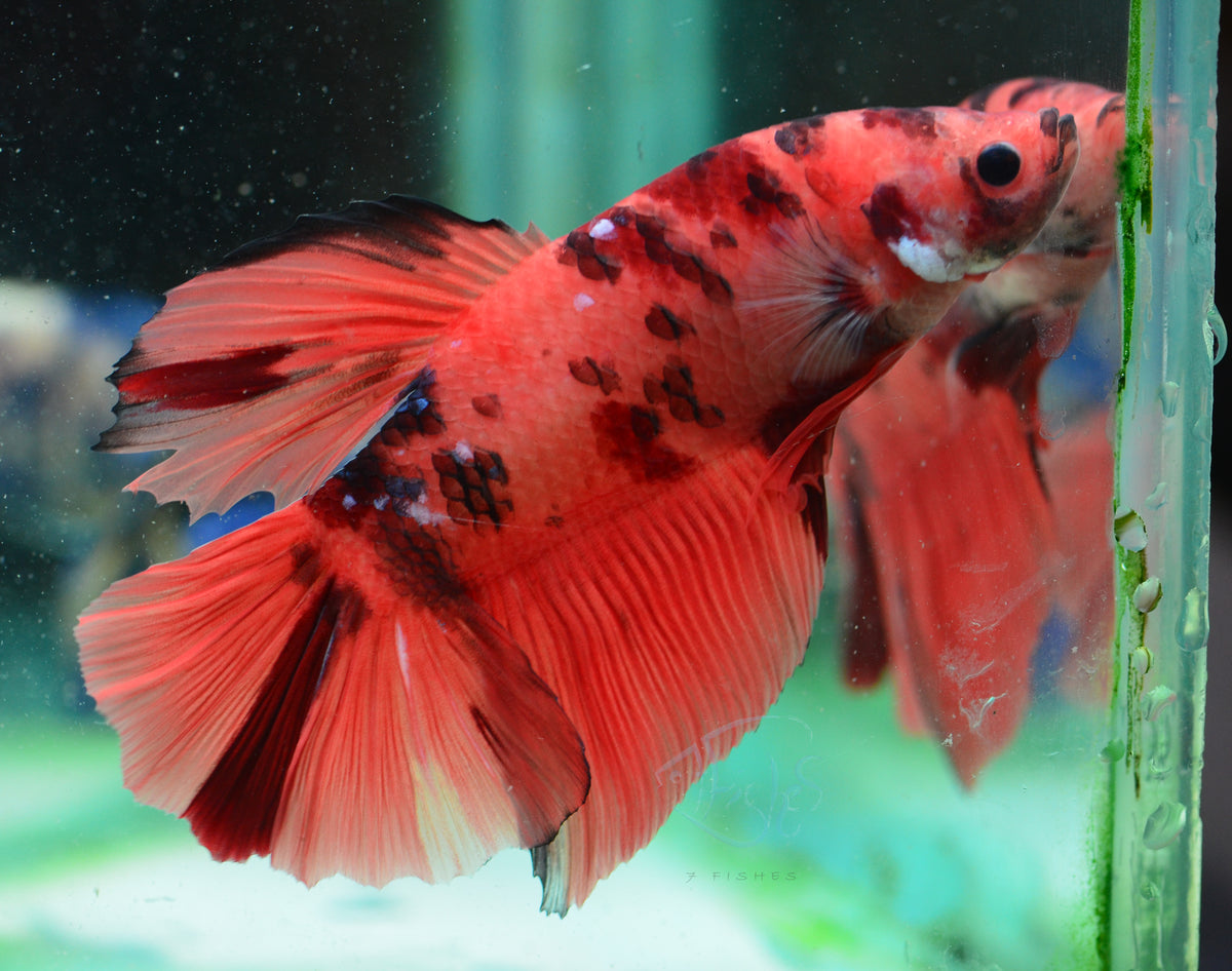 Giant Nemo HMPK Male