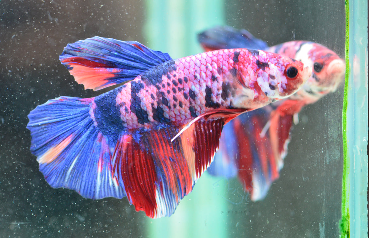Giant Multicolour HMPK Male
