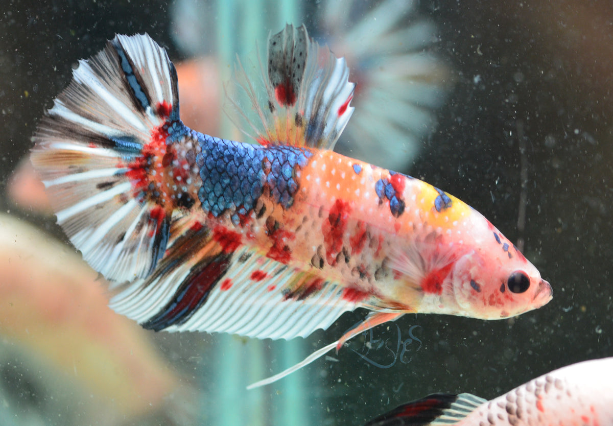 Giant Nemo HMPK Male