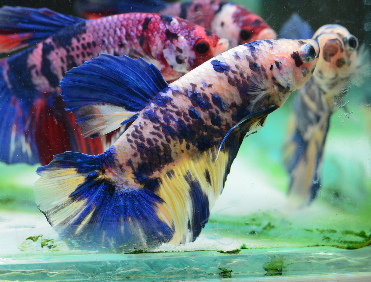 Giant Yellow Marble HMPK Male