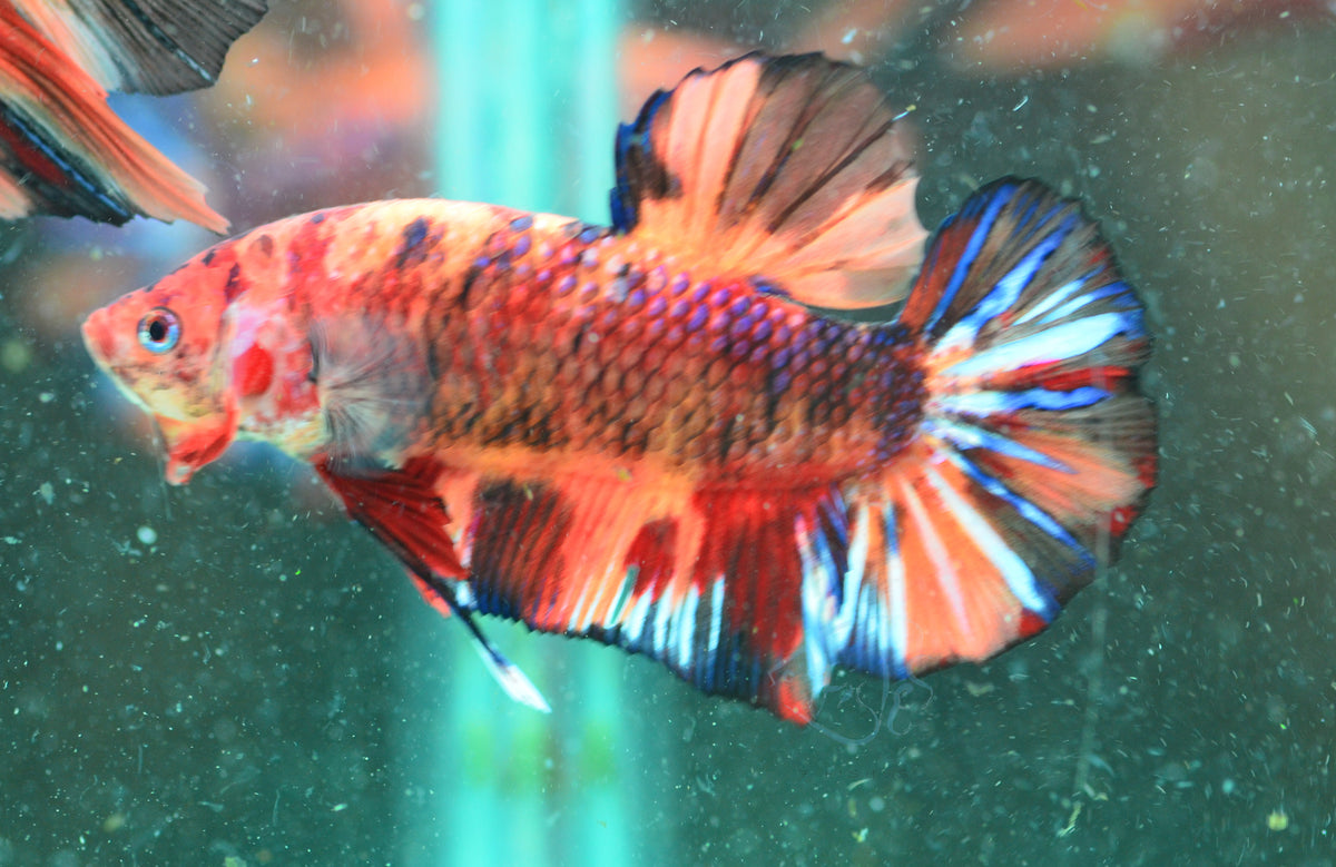 Giant Nemo HMPK Male