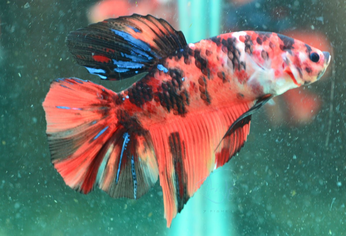 Giant Nemo HMPK Male