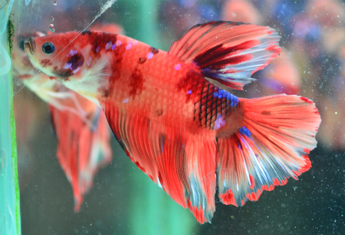 Giant Nemo HMPK Male