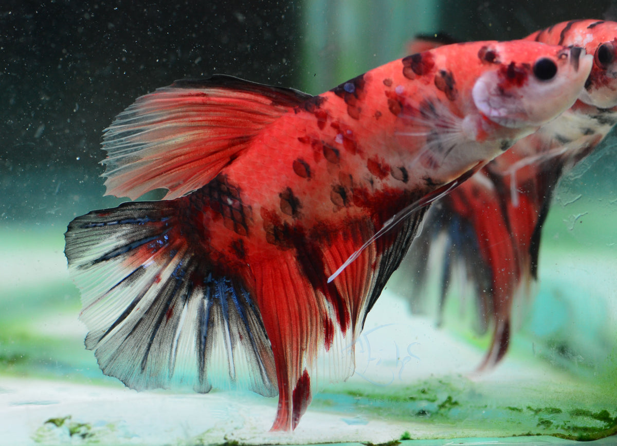 Giant Nemo HMPK Male