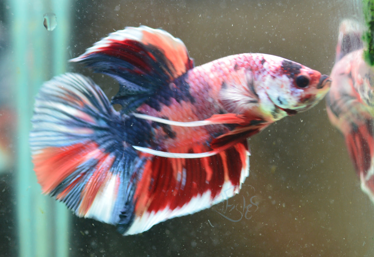 Giant Nemo Fancy HMPK Male