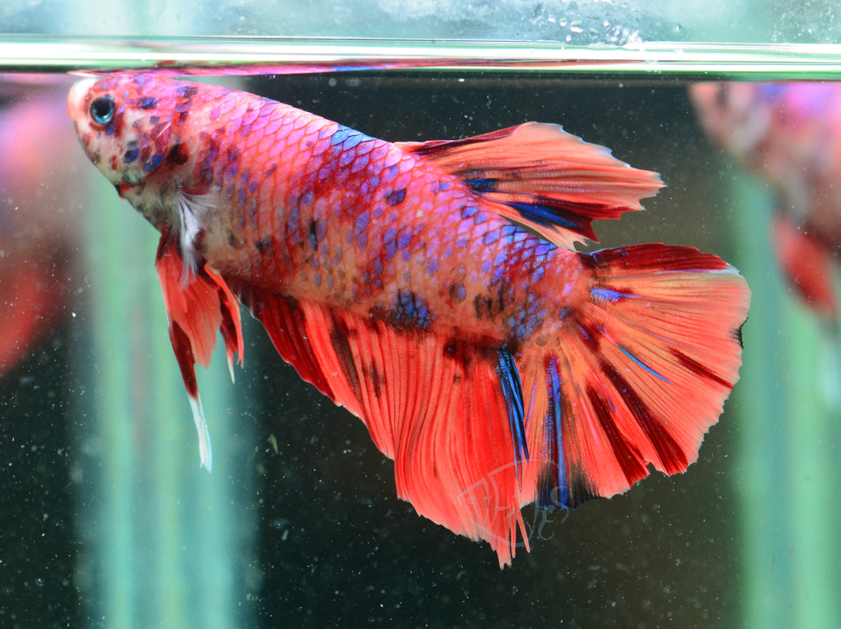 Giant Multicolour HMPK Male