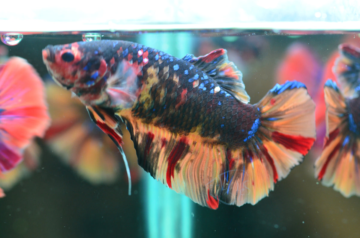 Giant Black Nemo HMPK Male