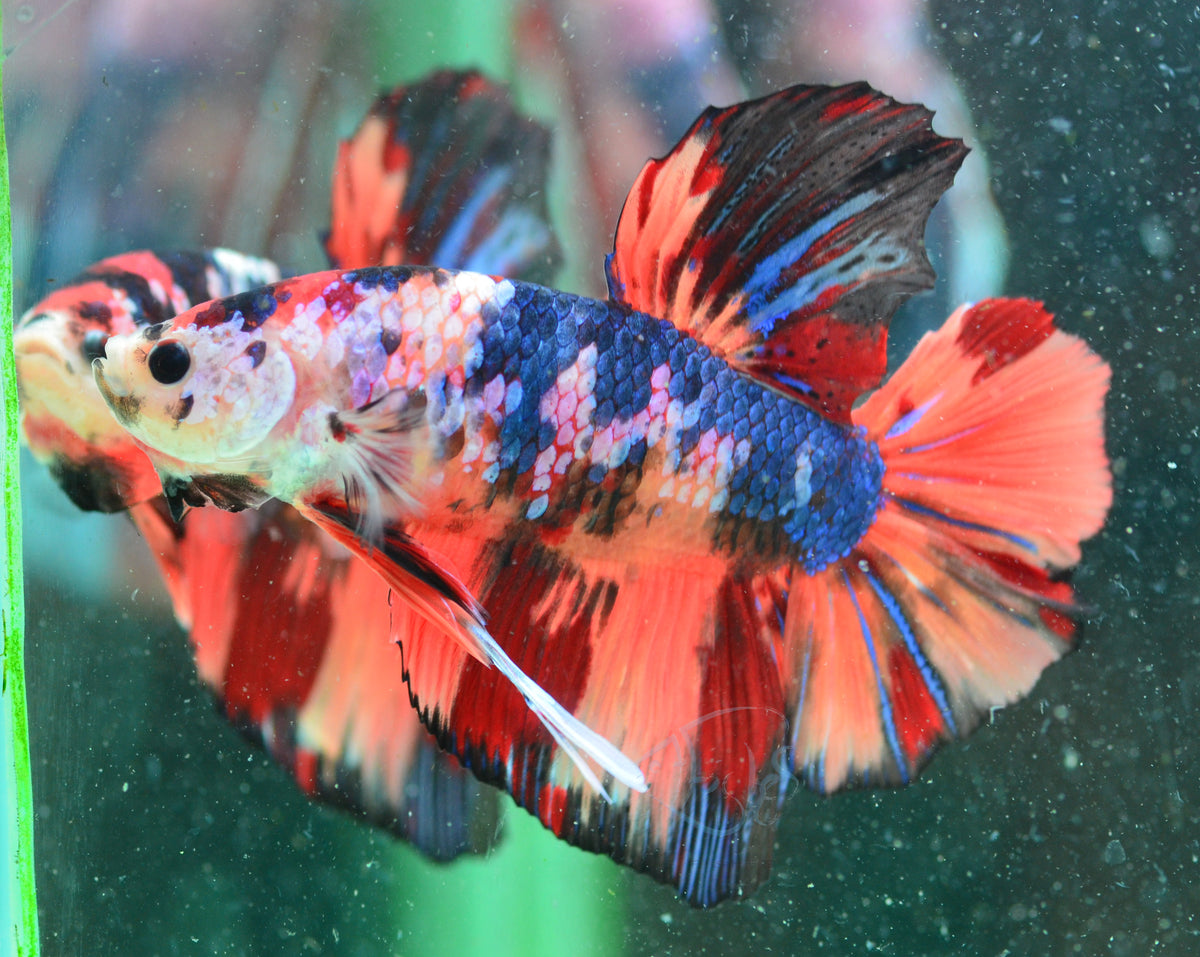 Giant Multicolour HMPK Male
