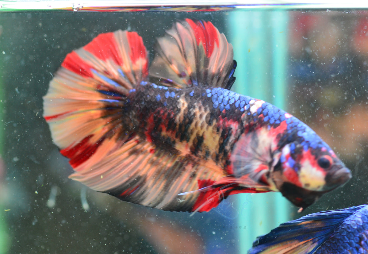 Giant Black Nemo HMPK Male