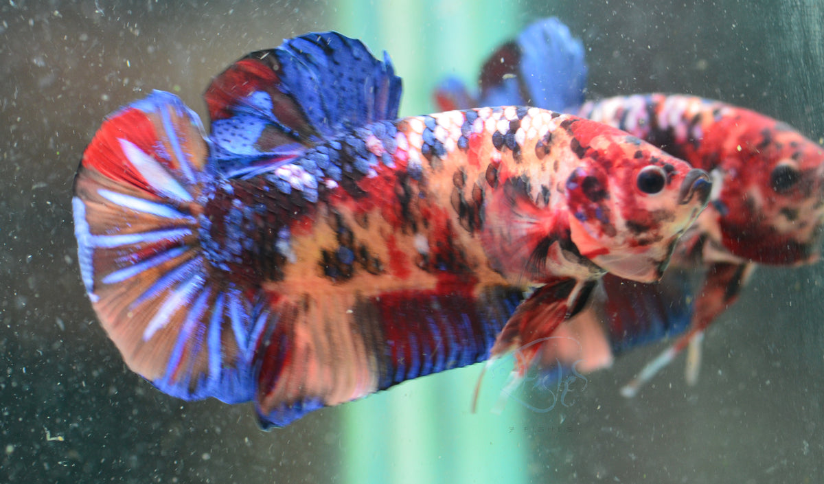 Giant Nemo HMPK Male