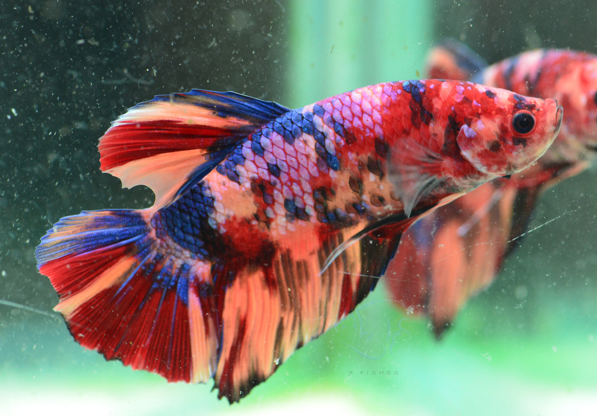 Giant Nemo HMPK Male