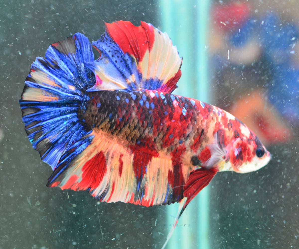 Giant Nemo HMPK Male