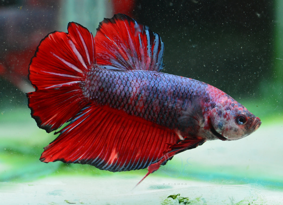 Giant Steel Bicolour HMPK Male